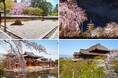 HOTEL THE MITSUI KYOTO 世界遺産「龍安寺」「平等院」「東寺」「清水寺」にて1日1組限定・春の特別拝観プライベートツアーを開催