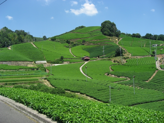 和束町・石寺の茶畑