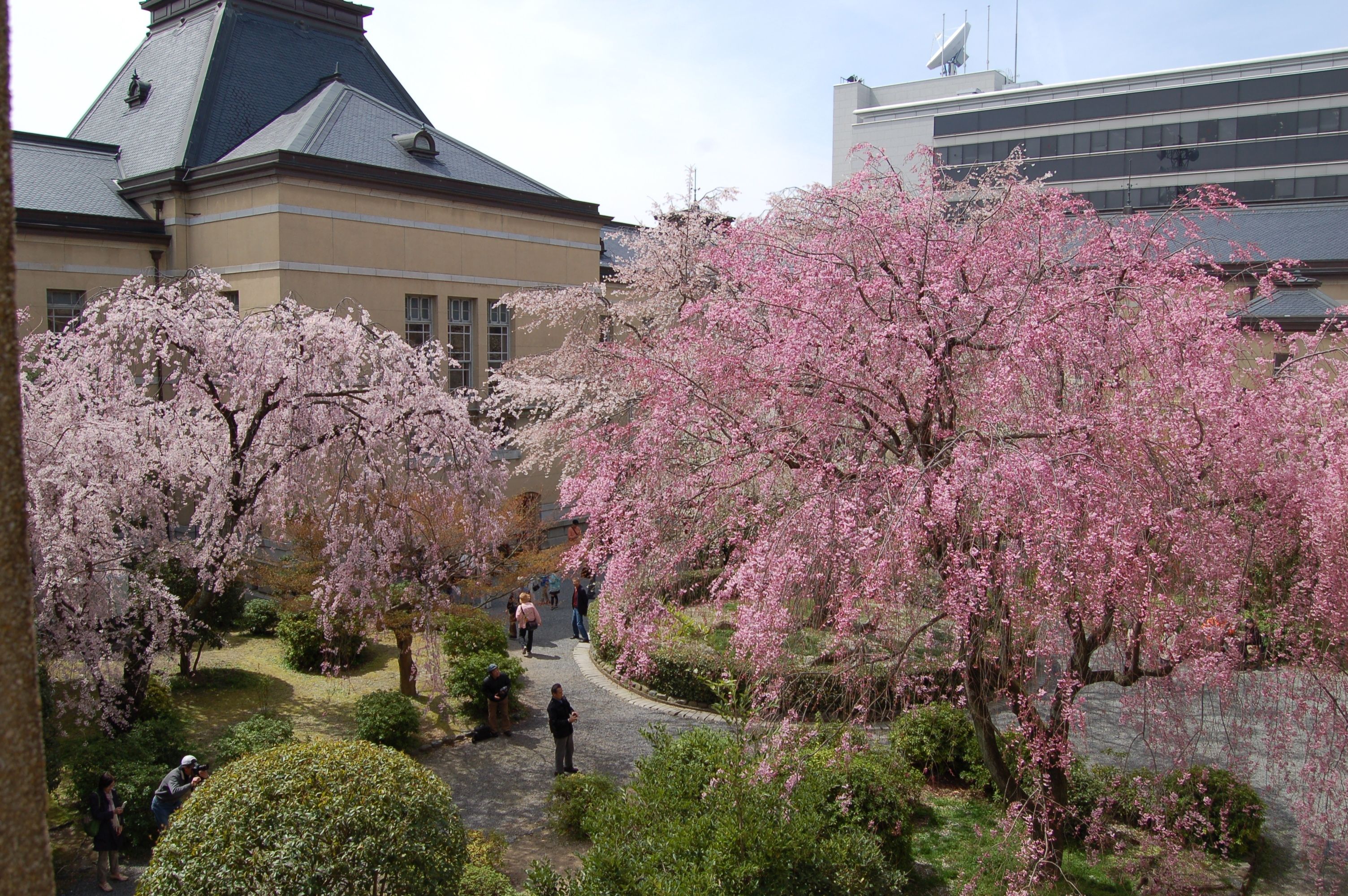 京都府庁旧本館 観桜祭 京都府立植物園 桜ライトアップ を開催 京都府のプレスリリース