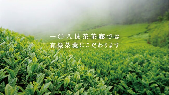 静岡県本山茶の茶畑