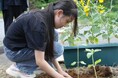 津南醸造は、来場者とひまわりを植える植栽イベントを開催しました