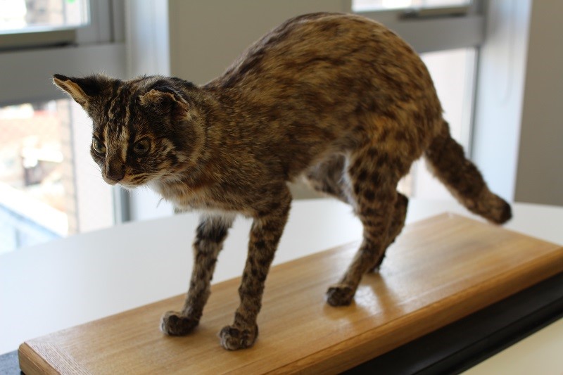 巣鴨に国の天然記念物 大正大学にツシマヤマネコが来た 絶滅危惧種を救いたい 学生たちの想いから実現 学校法人 大正大学のプレスリリース