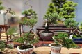 <天候不良により延期>ボタニカルマーケット in NEOPASA浜松(下り)