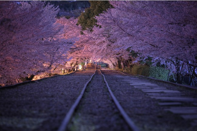 桜の花が舞う線路沿いを歩く「蹴上インクライン」（イメージ）