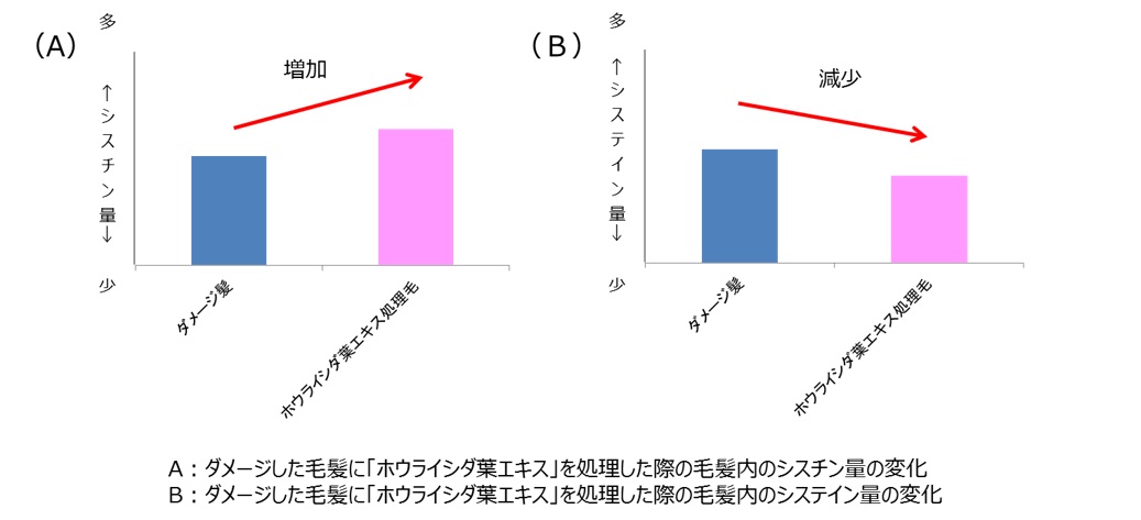 毛髪の主要成分シスチンに着目した新ヘアケア技術を開発 シスチンを再生させる成分 ホウライシダ葉エキス を発見 ホーユー株式会社のプレスリリース