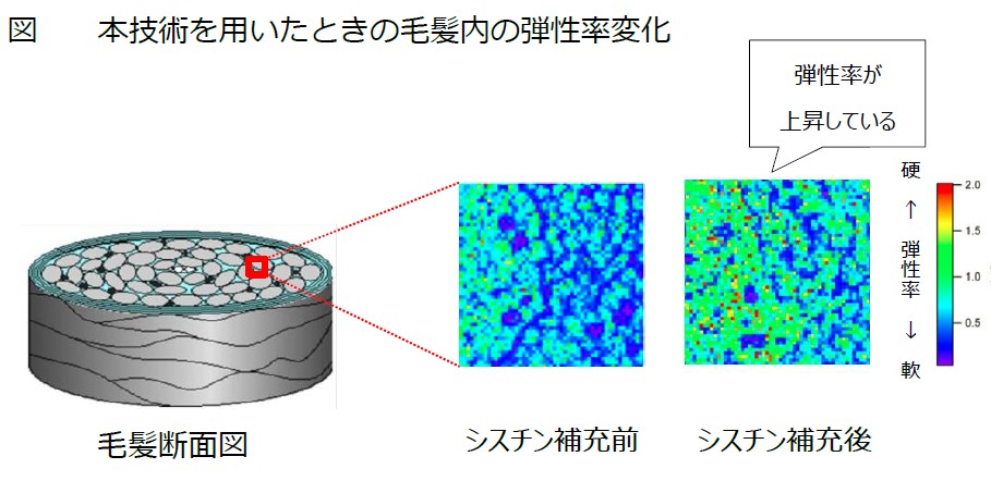 ダメージで失った毛髪内の主要成分を補充できる新技術をホーユーが確立 ホーユー株式会社のプレスリリース