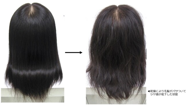 (図 2) 乾燥による毛髪状態の違い：ホーユー (株)調査