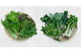 日本山村硝子の植物工場野菜きらきらベジ「第59回スーパーマーケット・トレードショー」出展のお知らせ
