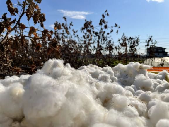 自ら種を蒔き 綿花を栽培 纏う服までをつくる日本の綿自給率１ を目指す 国産綿復活プロジェクト 21年度 国産綿収穫 のご報告 株式会社アバンティのプレスリリース