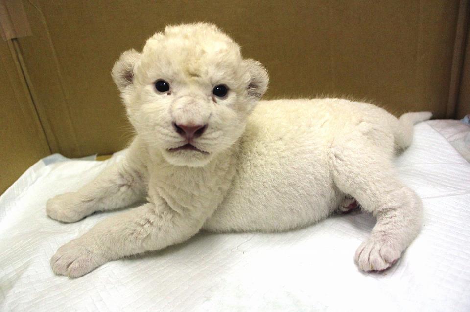 ホワイトライオンの赤ちゃんが伊豆に初上陸 株式会社伊豆バイオパークのプレスリリース