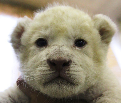 伊豆にやってきたホワイトライオンの赤ちゃんの名前大募集 株式会社伊豆バイオパークのプレスリリース