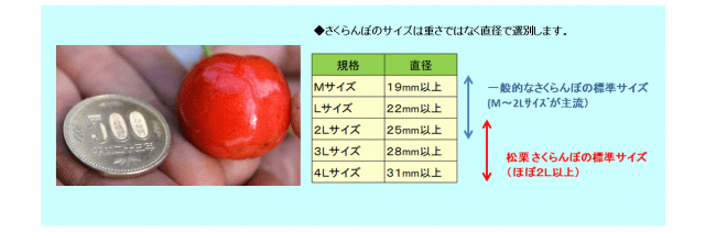 ５００円玉と松栗さくらんぼの比較