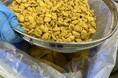 創業111周年の冨士屋製菓本舗の豆菓子『カレー空豆』の生産時に余る「魔法のカレー粉」をおいしく再利用！社内レシピコンテストを開催してフードロス削減に挑戦。
