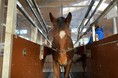 業界初！競走馬用低酸素トレーニングシステムを導入。故障のリスクを格段に抑え、優れたトレーニングが可能に！