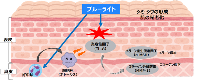 ブルーライトによる光老化促進 ブルーライトによる光老化促進