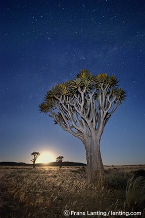 星空に昇る月／ナミブ・ナウクルフト国立公園／ナミビア
