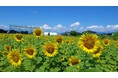 【佐賀市】25万本を超えるひまわりが佐賀市・ひょうたん島公園を彩る