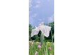 絶景!300種20万本の花菖蒲が咲き誇る、湖畔の花の祭典