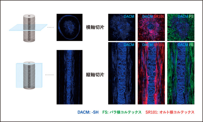 健康毛において、横軸方向だけでなく縦軸方向にも調べ、-SHとコルテックスの位置関係を特定 健康毛において、横軸方向だけでなく縦軸方向にも調べ、-SHとコルテックスの位置関係を特定