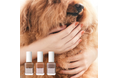 思わずきゅんとする犬のふとした瞬間の可愛さをテーマにした新色が登場!「noiro ネイルカラー」2025年秋冬の新色
