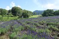 たんばらラベンダーパーク、開花最盛期へ　早咲き・中咲き約 3 万株や園芸種が見ごろ