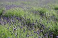 たんばらラベンダーパークで、見て、香って、学べるアロマ体験「ラベンダーオイル蒸留イベント」 3 日間限定で開催