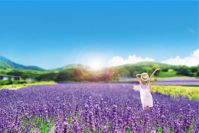 群馬県 たんばらラベンダーパークでは約2万株 ラベンダーの紫の絨毯 早咲き品種のこいむらさきが見ごろ 東急リゾーツ ステイ株式会社のプレスリリース