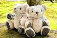 思わず触れたくなる愛らしさの「KIKYOベア」新デザインで 6 月 1 日(日)より販売開始