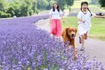 愛犬と過ごせる高原リゾート「たんばらラベンダーパーク」 命をつなぐプロジェクト「おツナがり」とコラボ