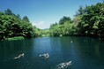 旧軽井沢エリアの気軽な夏のネイチャーツアー開催