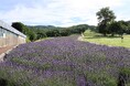 たんばらラベンダーパーク 園内見ごろ最盛期