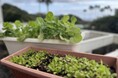 ~環境先進企業を目指して食循環の取り組みを推進~ 東急ハーヴェストクラブへのコンポスト導入完了 東急ステイで食品廃棄のリサイクル開始