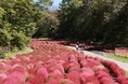 標高 1,250 mの高原に赤く染まる絨毯 「たんばらコキアガーデン」 9 月 27 日(土)よりオープン