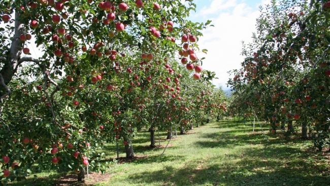 りんご畑（イメージ）