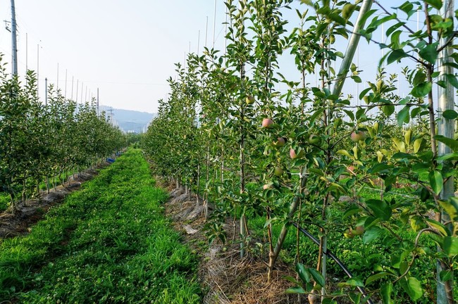 高密植栽培