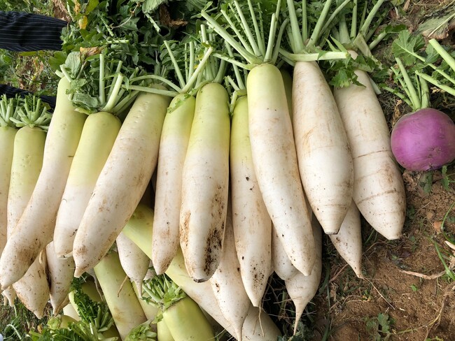 ヤサイクル」から誕生した三浦の大根 ヤサイクル」から誕生した三浦の大根