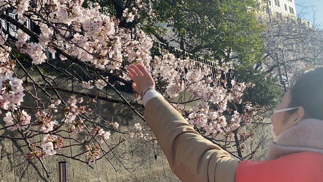 横浜・大岡川沿いで見事に咲き誇る桜の美しさ