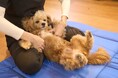 「Dear Wan Spa Garden」で体験する本格ペットウェルネス土日限定・愛犬の心身の健康をサポートする「ドッグマッサージ」を提供開始