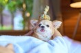平日限定・インルームスパを無料でご案内!愛犬と泊まれる宿「Dear Wan Spa Garden」初春キャンペーン開催