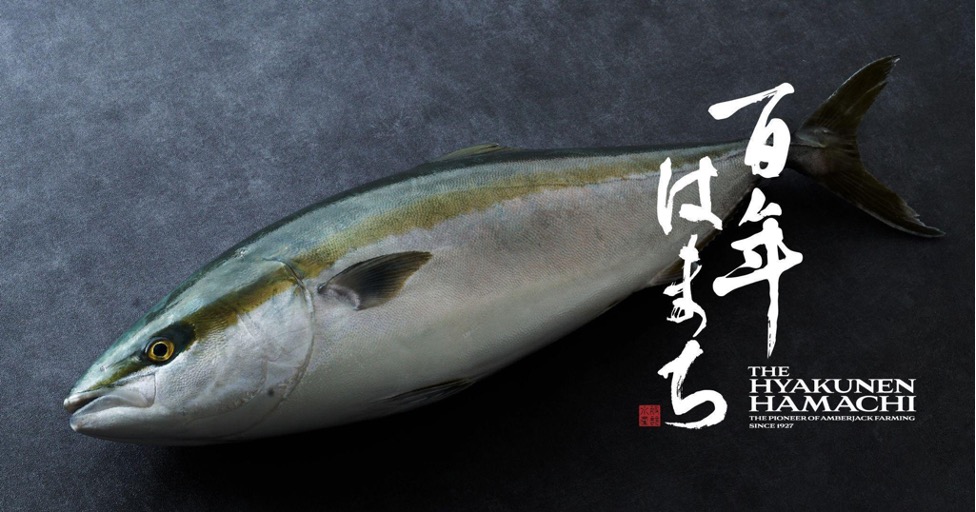 百年続くハマチ養殖発祥の地で育まれた新たなブランド魚 百年はまち が誕生 株式会社さかなファームのプレスリリース