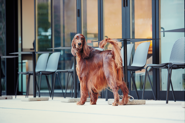 絡まった被毛も サラサラに Salon For Dogs からブラッシングスプレー 新発売 株式会社creamのプレスリリース