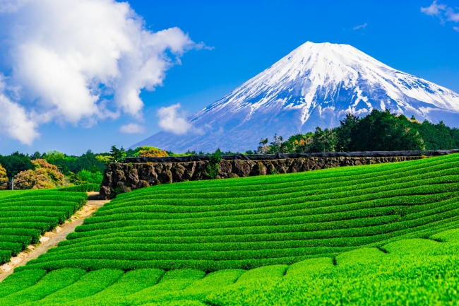 静岡茶畑風景