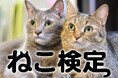 2025年3月、全国一斉に「ねこ検定」開催決定！東京農業大学 動物行動学研究室「猫と人との関係性に関する研究」との連携も