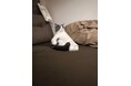 猫の愛らしくも不思議な写真大賞「ねこのなんで?大賞」決定!「にゃんぱく2025」1月11日(土)~13日(月・祝)開催!