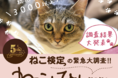 96％が愛猫と会話成立！？愛猫家3,809人に聞いた「猫との暮らし」調査結果大発表！