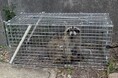 深刻化するアライグマ被害への対応策神戸市では市民と連携した「KOBEアライグマバスターズ」が始動！