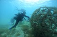 地域活性化に注力するTSP太陽が「里海珊瑚プロジェクト」へ参画 陸上で育て、植え付けることで沖縄のサンゴ保全へ
