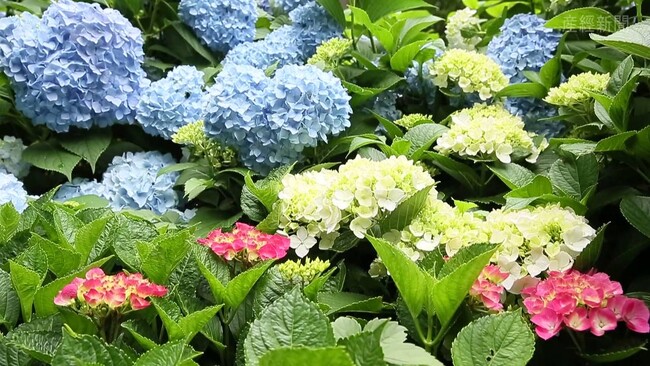 長居公園 長居公園