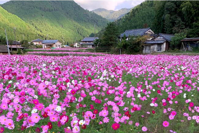 清住コスモス園