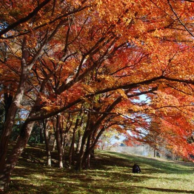 馬見丘陵公園　イメージ